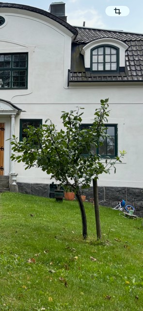 Plommonträd före beskärning